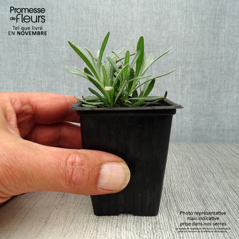 Exemplar von Lavandula intermedia Grosso - Provence-Lavendel Kleine Töpfe von 7/8 cm wie im Herbst geliefert