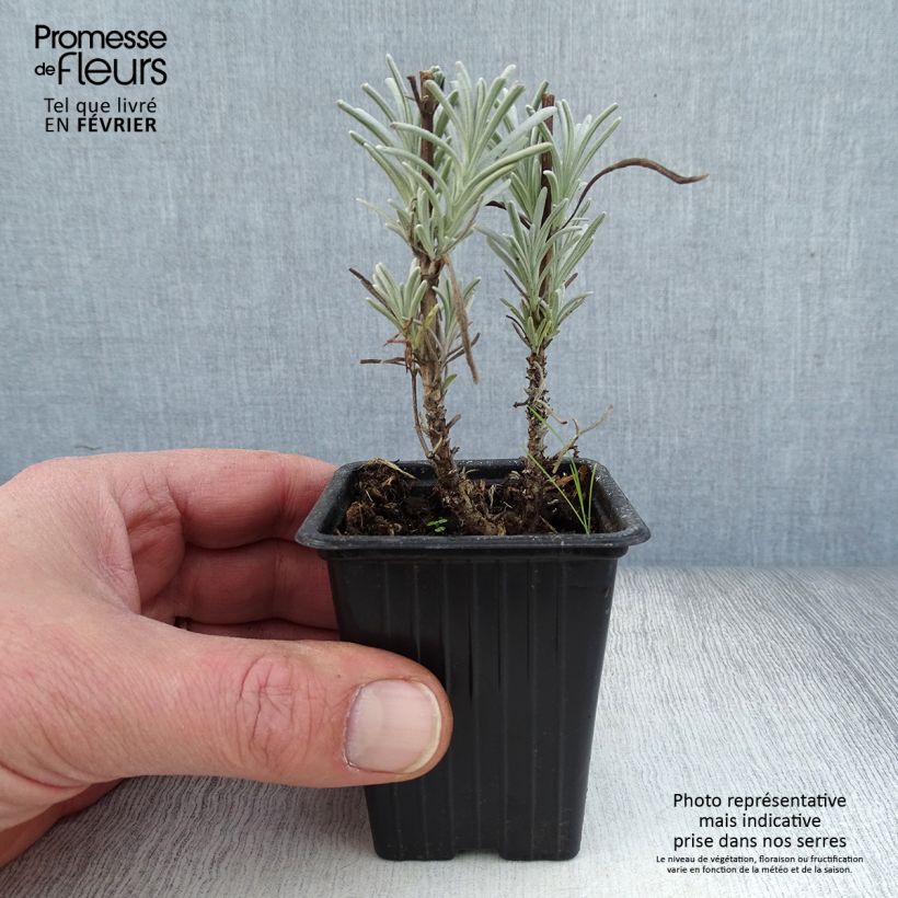Exemplar von Lavandula intermedia Grosso - Provence-Lavendel Kleine Töpfe von 7/8 cm wie im Winter geliefert