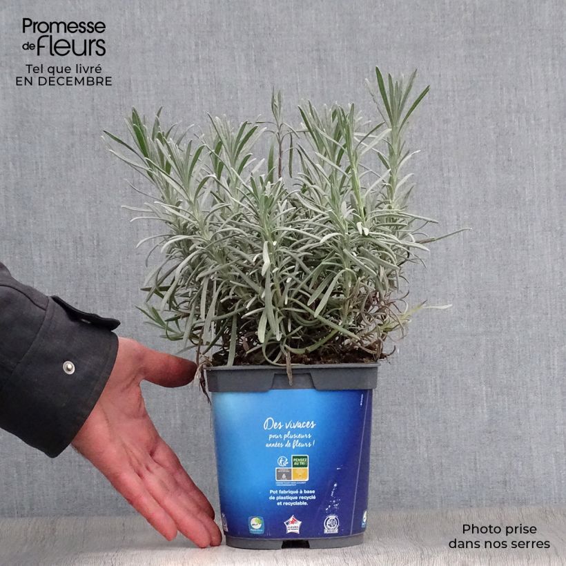 Exemplar von Lavandula intermedia Grosso - Provence-Lavendel Topf mit 2L/3L wie im Winter geliefert