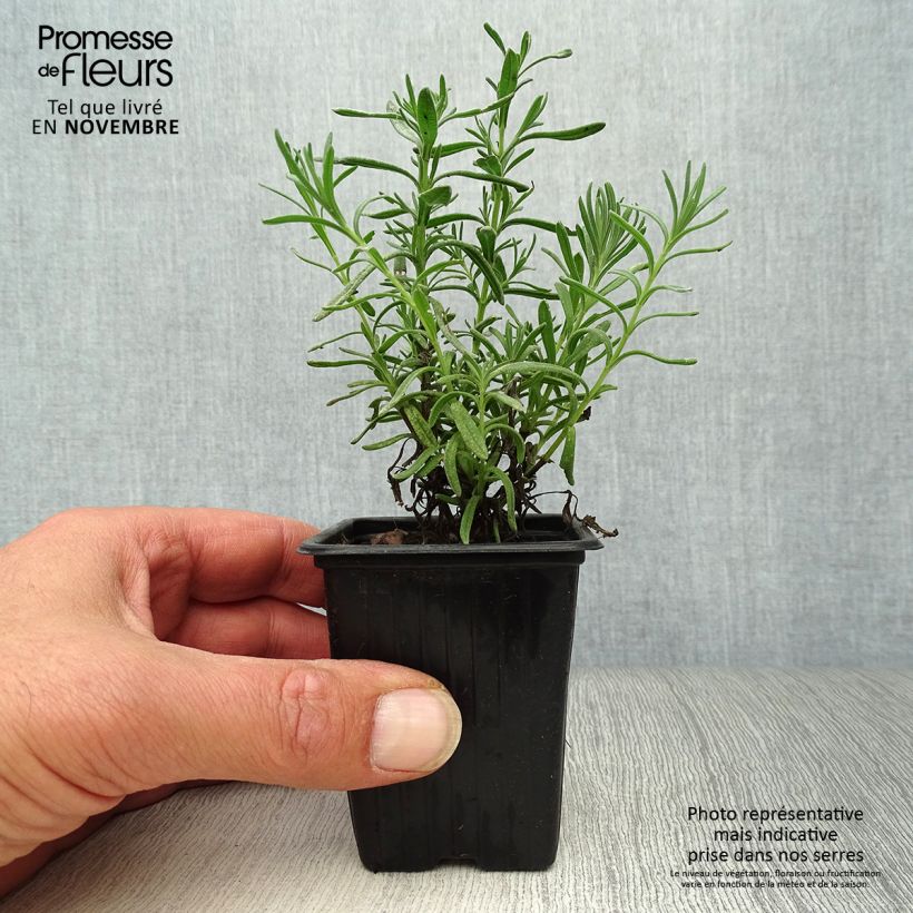 Exemplar von Lavandula stoechas - Schopf-Lavendel Kleine Töpfe von 7/8 cm wie im Herbst geliefert