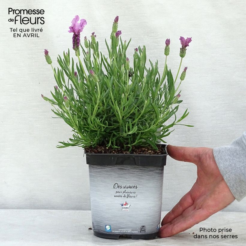 Exemplar von Lavandula stoechas The Princess - Schopf-Lavendel Topf mit 2L/3L wie im Frühjahr geliefert
