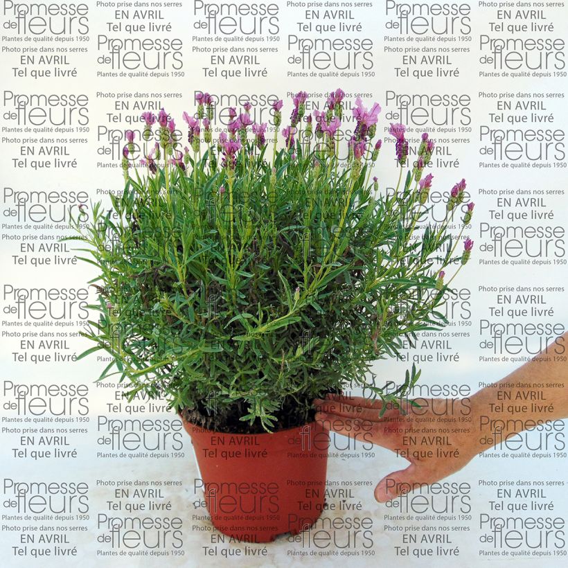 Beispiel eines Exemplars von Lavandula stoechas The Princess - Schopf-Lavendel Topf mit 4L/5L wie geliefert