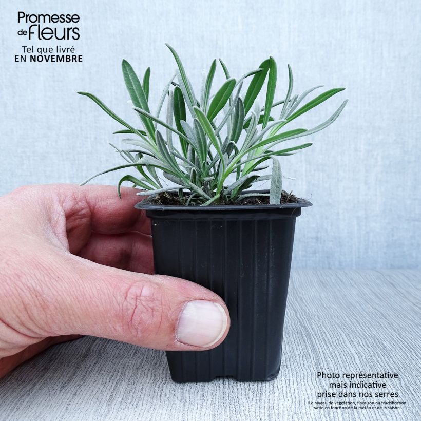 Exemplar von Lavandula angustifolia Alba - Echter Lavendel Kleine Töpfe von 7/8 cm wie im Herbst geliefert