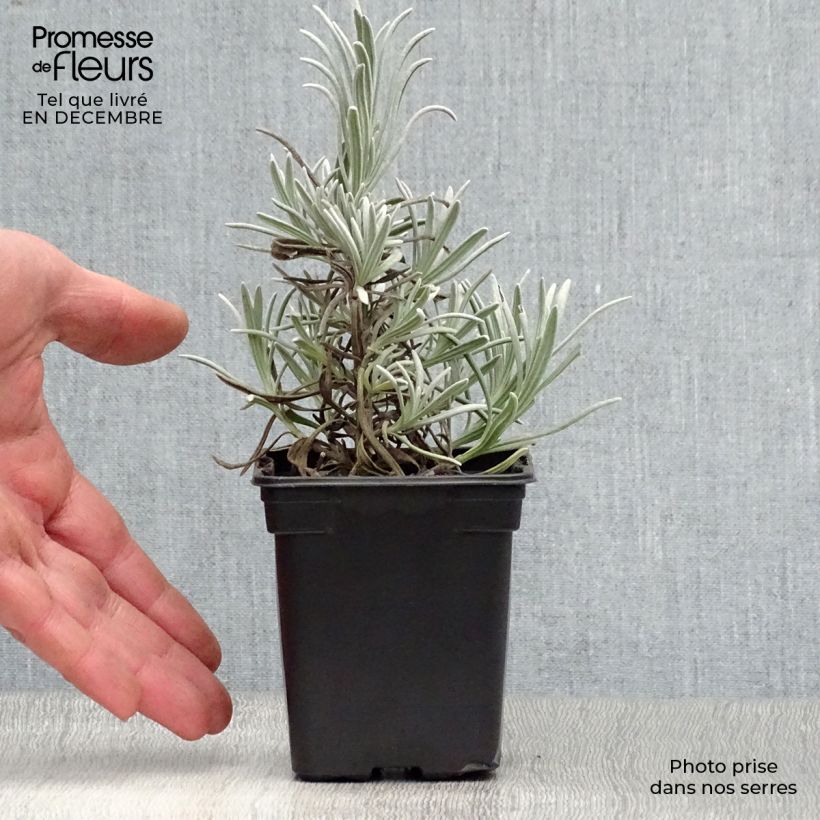 Exemplar von Lavandula angustifolia Alba - Echter Lavendel Kleine Töpfe von 7/8 cm wie im Winter geliefert