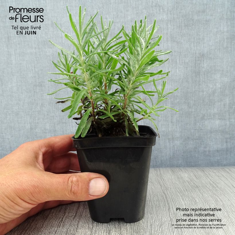 Exemplar von Lavandula angustifolia Dwarf Blue - Echter Lavendel Kleine Töpfe von 8/9 cm wie im Sommer geliefert