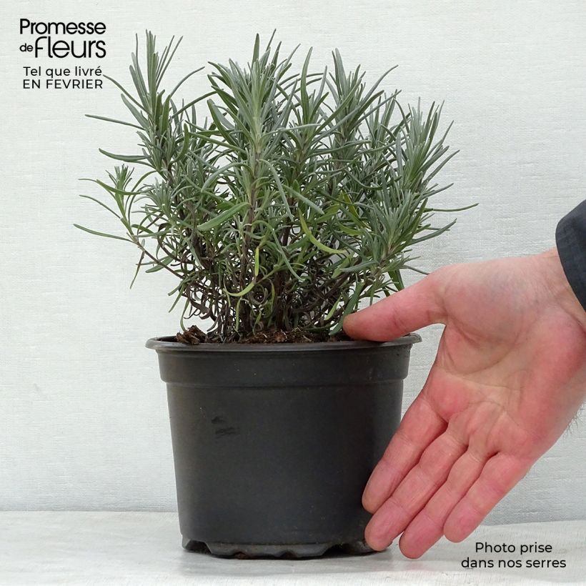 Exemplar von Lavandula angustifolia Dwarf Blue - Echter Lavendel Topf mit 2L/3L wie im Winter geliefert