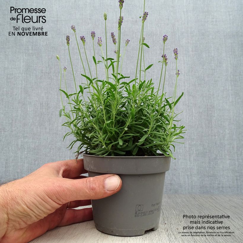 Exemplar von Lavandula angustifolia Hidcote - Echter Lavendel Topf 12 cm / 13 cm wie im Herbst geliefert