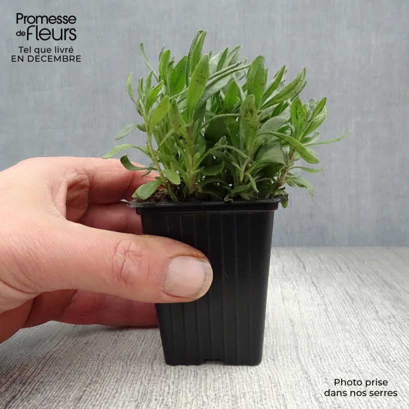 Exemplar von Lavandula angustifolia Hidcote - Echter Lavendel Kleine Töpfe von 7/8 cm wie im Winter geliefert