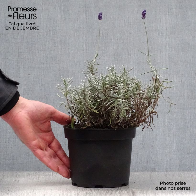 Exemplar von Lavandula angustifolia Hidcote - Echter Lavendel Topf mit 1,5L/2L wie im Winter geliefert