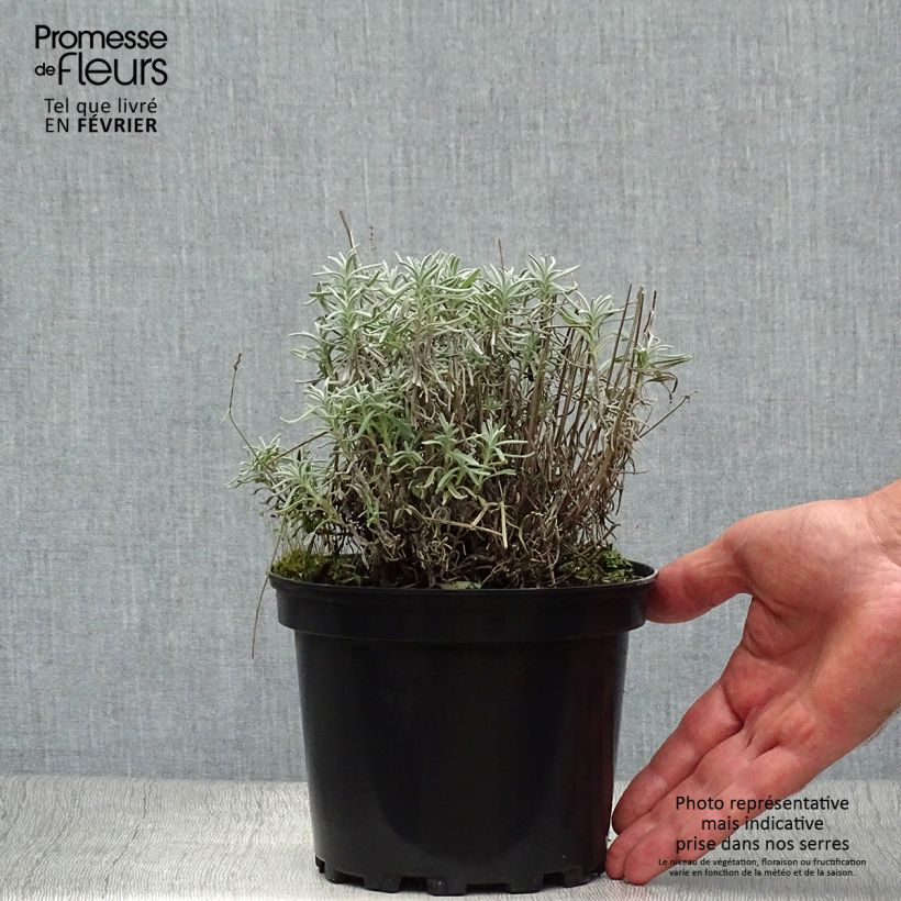 Exemplar von Lavandula angustifolia Hidcote - Echter Lavendel Topf mit 1,5L/2L wie im Herbst geliefert