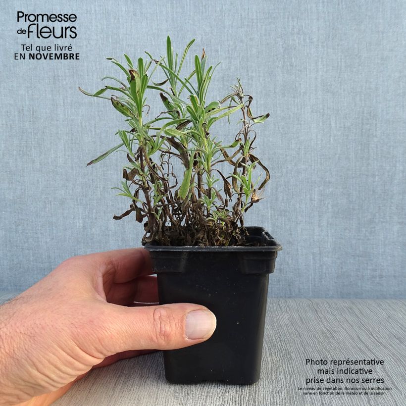 Exemplar von Lavandula angustifolia Rosea - Echter Lavendel Kleine Töpfe von 7/8 cm wie im Herbst geliefert