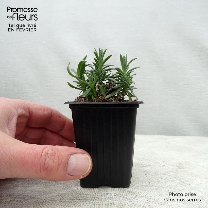 Exemplar von Lavandula angustifolia Rosea - Echter Lavendel Kleine Töpfe von 7/8 cm wie im Winter geliefert