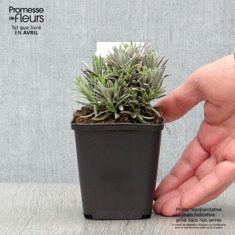 Exemplar von Lavandula angustifolia Rosea - Echter Lavendel Kleine Töpfe von 7/8 cm wie im Frühjahr geliefert