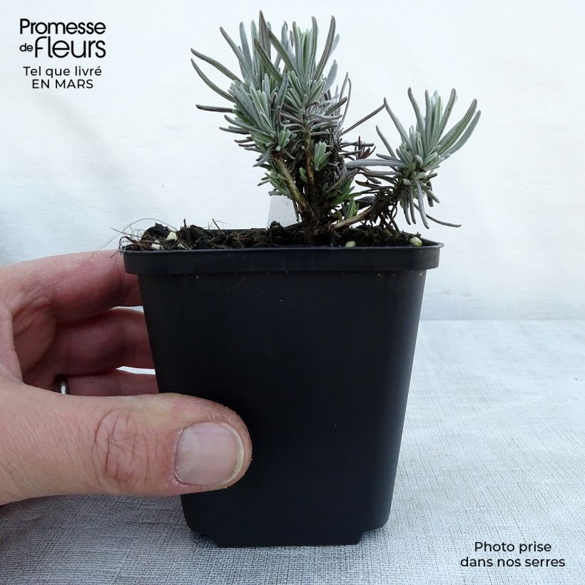 Exemplar von Lavandula angustifolia Siesta - Echter Lavendel Kleine Töpfe von 8/9 cm wie im Frühjahr geliefert