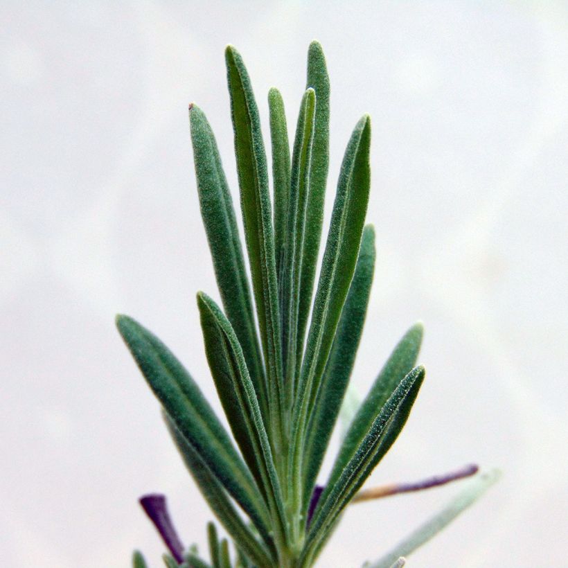 Lavandula intermedia Dutch Group - Provence-Lavendel (Laub)
