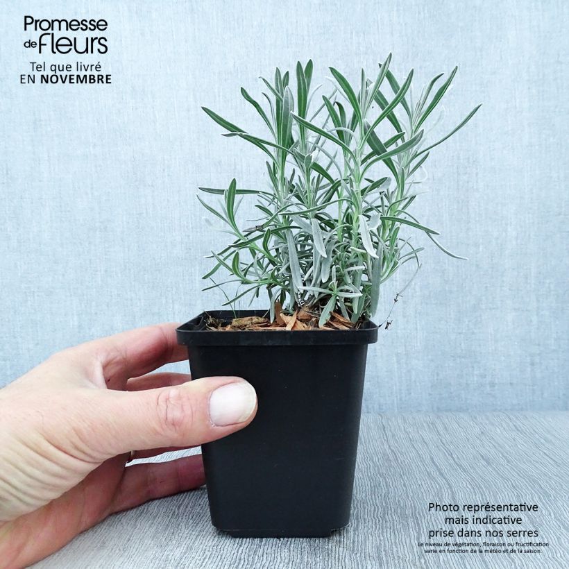 Exemplar von Lavandula intermedia Dutch Group - Provence-Lavendel Kleine Töpfe von 8/9 cm wie im Herbst geliefert