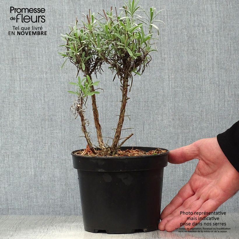 Exemplar von Lavandula intermedia Grappenhall - Provence-Lavendel Topf mit 2L/3L wie im Herbst geliefert