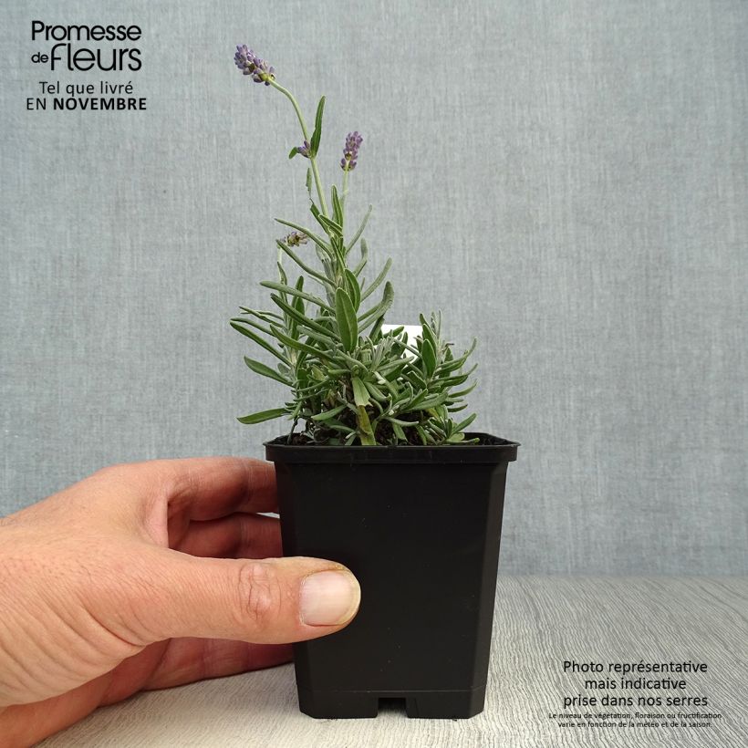 Exemplar von Lavandula angustifolia Essence Purple - Echter Lavendel Kleine Töpfe von 8/9 cm wie im Herbst geliefert