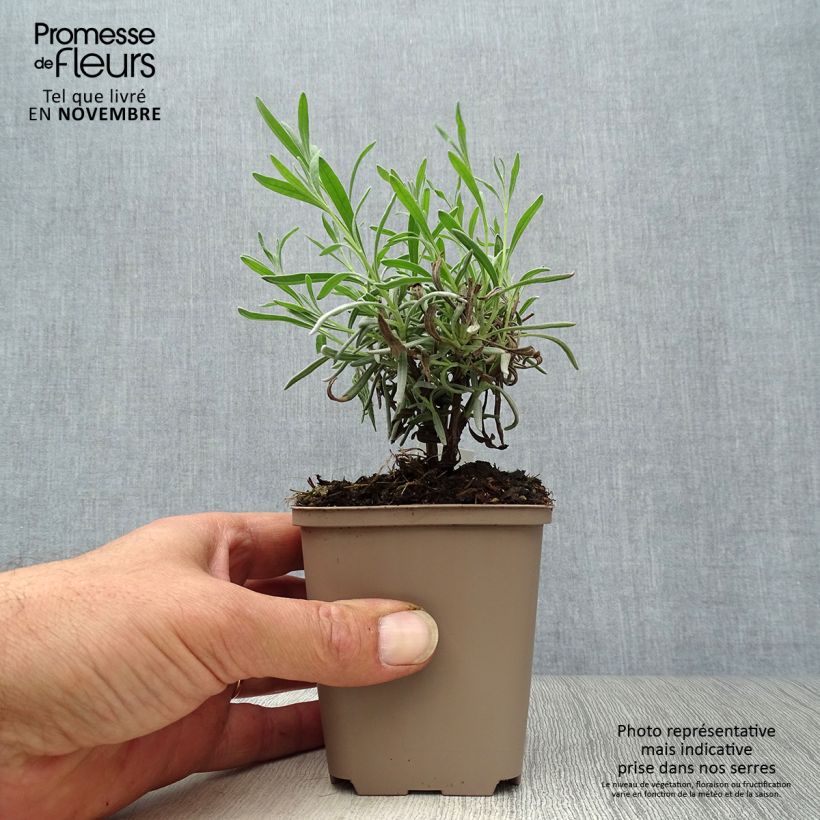 Exemplar von Lavandula angustifolia Hidcote White - Echter Lavendel Kleine Töpfe von 8/9 cm wie im Herbst geliefert