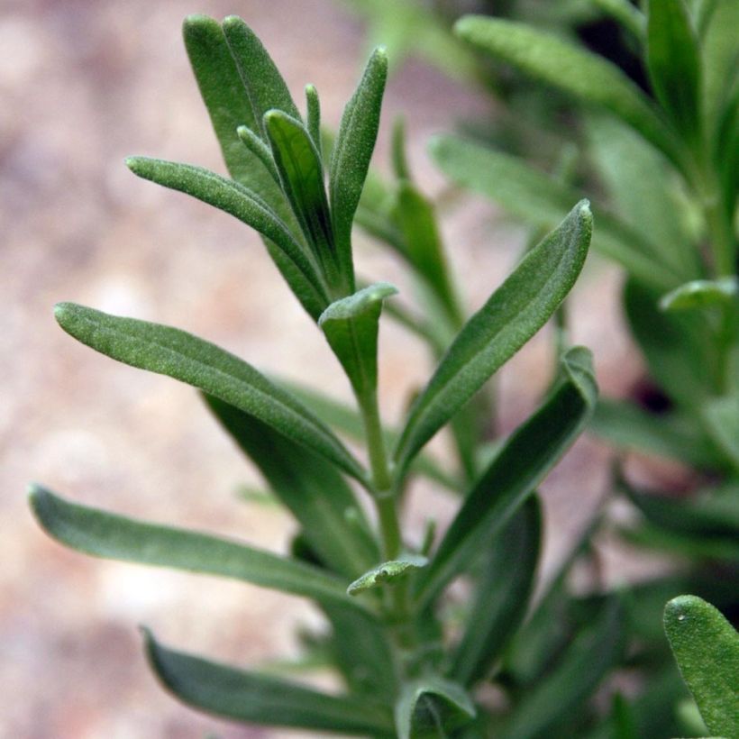 Lavandula angustifolia Siesta - Echter Lavendel (Laub)