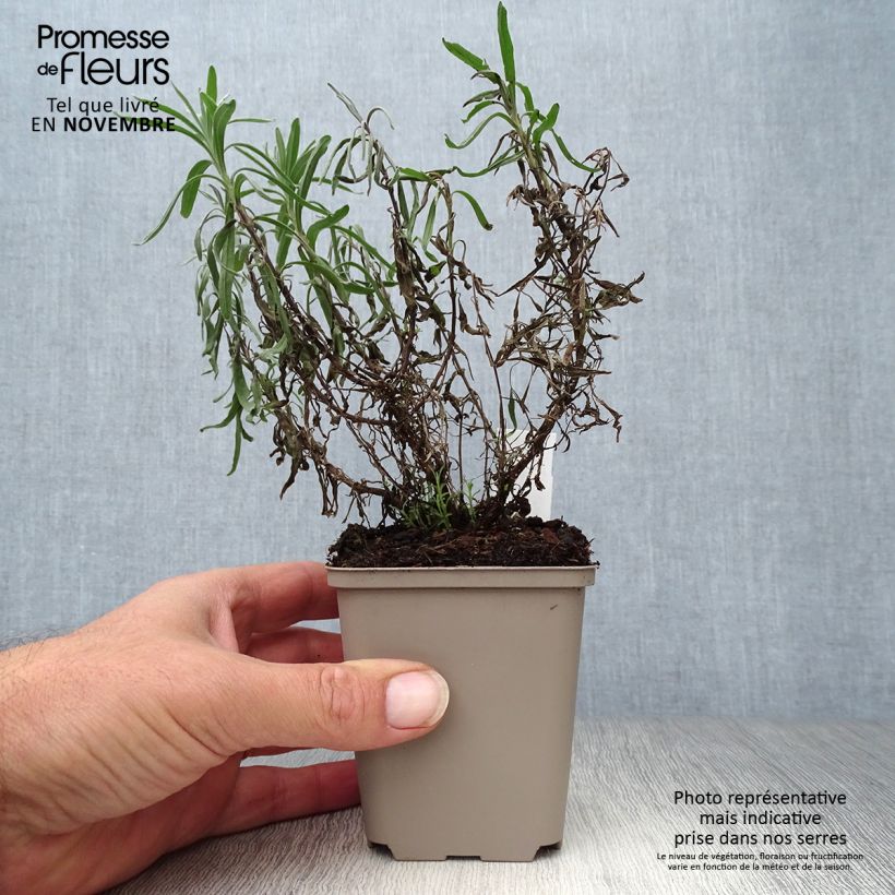 Exemplar von Lavandula angustifolia Twickel Purple - Echter Lavendel Kleine Töpfe von 8/9 cm wie im Herbst geliefert