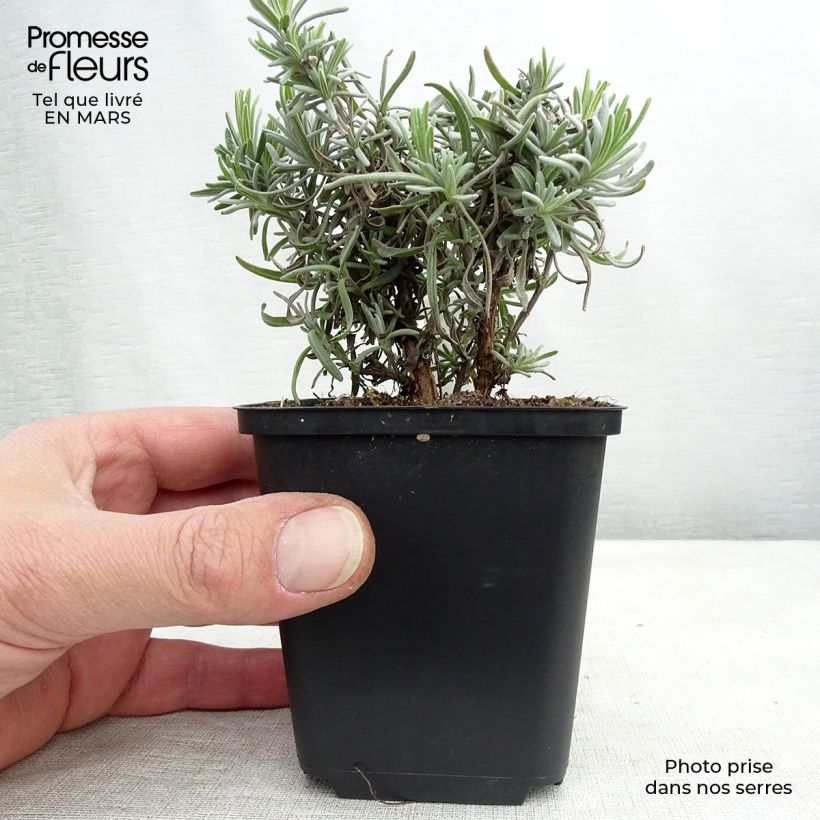 Exemplar von Lavandula angustifolia Twickel Purple - Echter Lavendel Kleine Töpfe von 8/9 cm wie im Winter geliefert