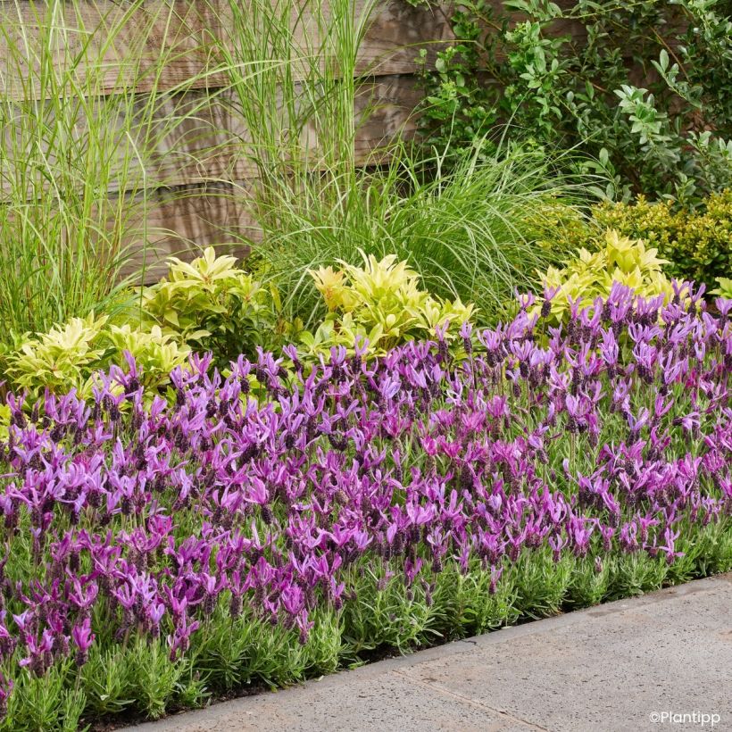 Lavandula stoechas Bella Toscane - Schopf-Lavendel (Wuchs)