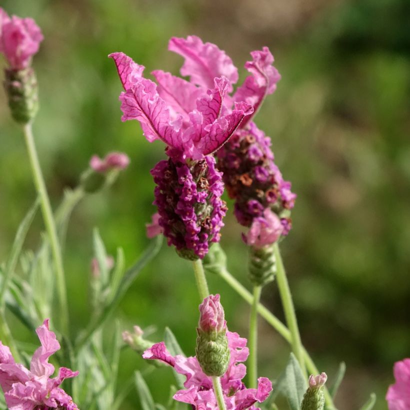 Lavandula stoechas The Princess - Schopf-Lavendel (Blüte)