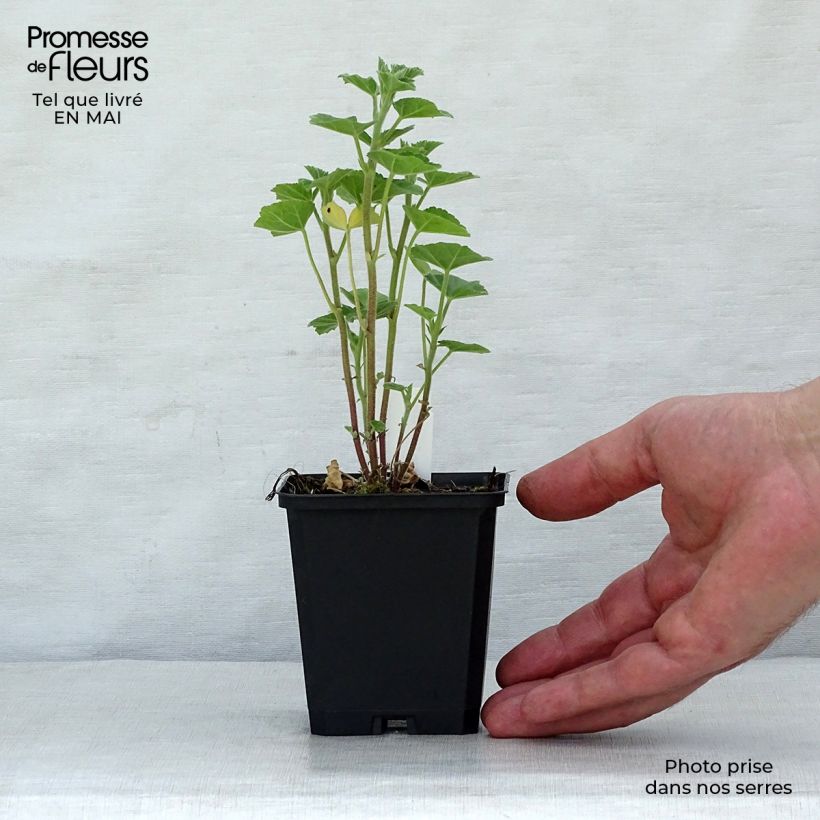 Exemplar von Buschmalve Frederique - Lavatera Kleine Töpfe von 8/9 cm wie im Frühjahr geliefert