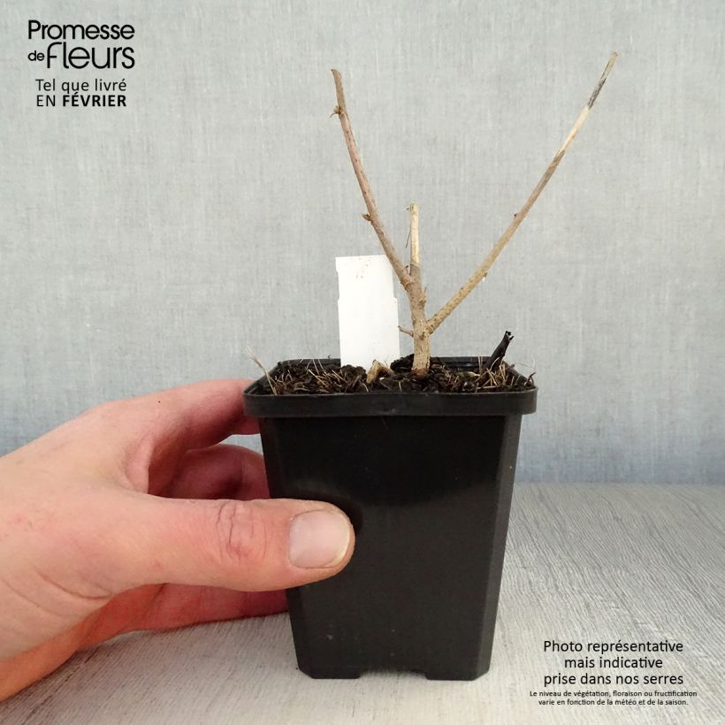 Exemplar von Lavatera maritima - Mittelmeer-Strauchmalve Kleine Töpfe von 8/9 cm wie im Winter geliefert