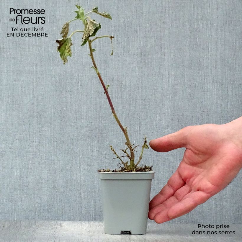 Exemplar von Buschmalve Barnsley - Lavatera Kleine Töpfe von 8/9 cm wie im Winter geliefert