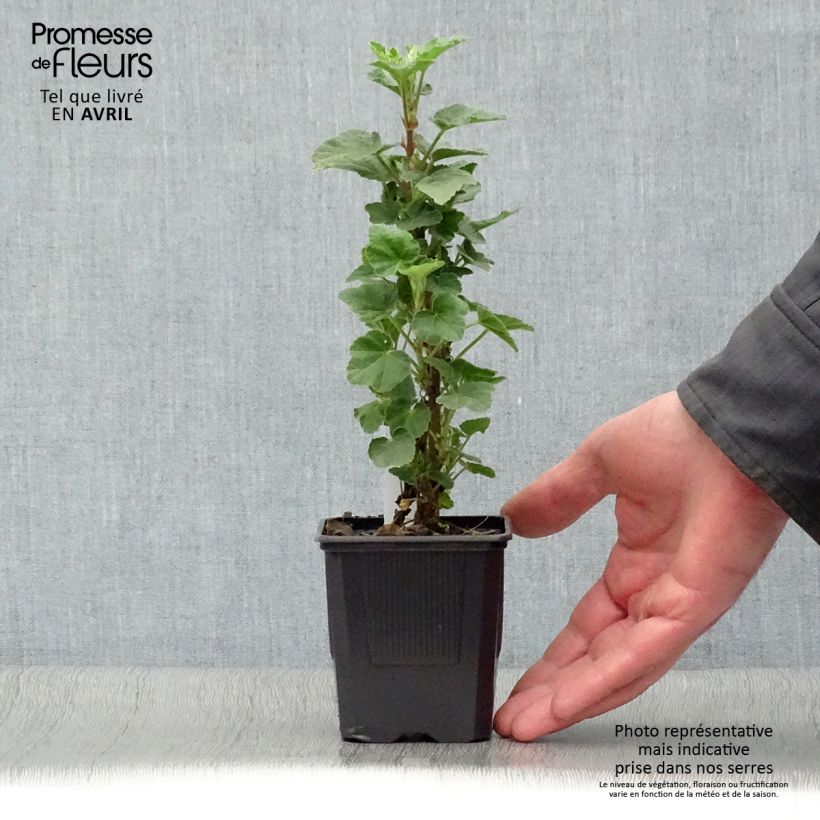 Exemplar von Buschmalve Barnsley - Lavatera Kleine Töpfe von 8/9 cm wie im Frühjahr geliefert