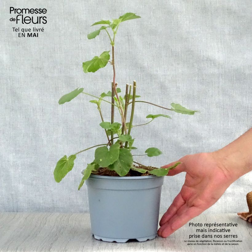 Exemplar von Buschmalve Barnsley - Lavatera Topf mit 2L/3L wie im Frühjahr geliefert