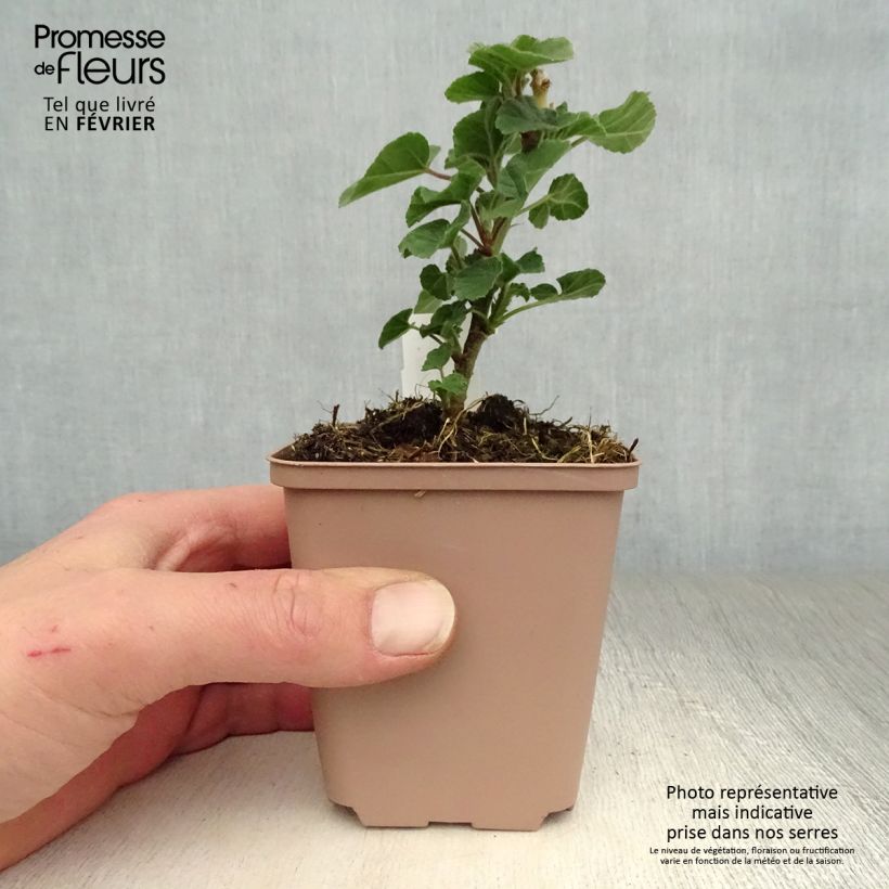 Exemplar von Buschmalve Blushing Bride - Lavatera Kleine Töpfe von 8/9 cm wie im Winter geliefert