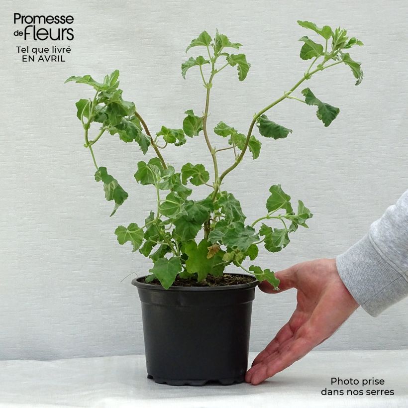 Exemplar von Buschmalve Burgundy Wine - Lavatera Topf mit 2L/3L wie im Frühjahr geliefert