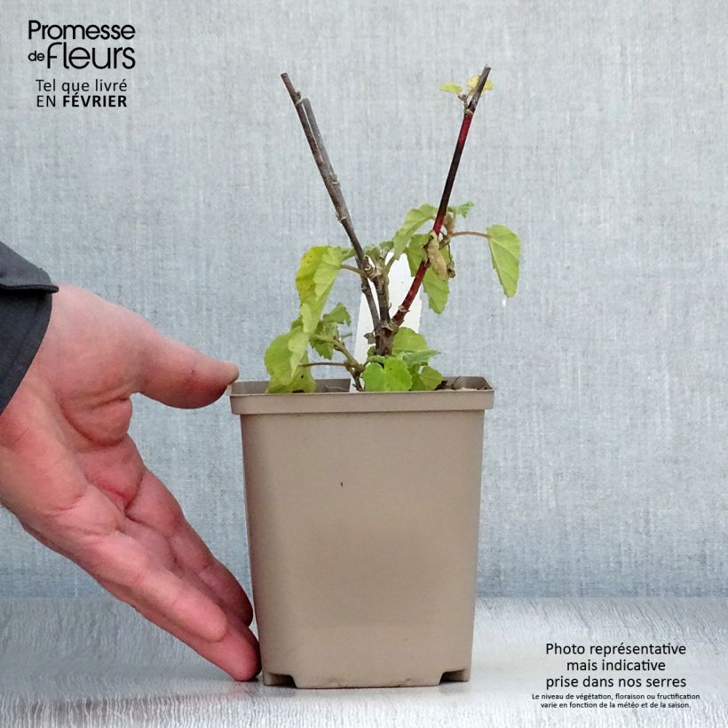 Exemplar von Buschmalve Burgundy Wine - Lavatera Kleine Töpfe von 8/9 cm wie im Winter geliefert