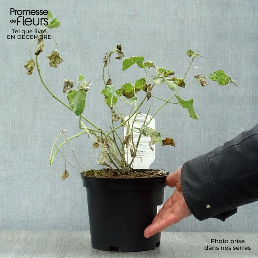 Exemplar von Lavatera olbia Rosea - Strauchpappel Topf mit 2L/3L wie im Winter geliefert