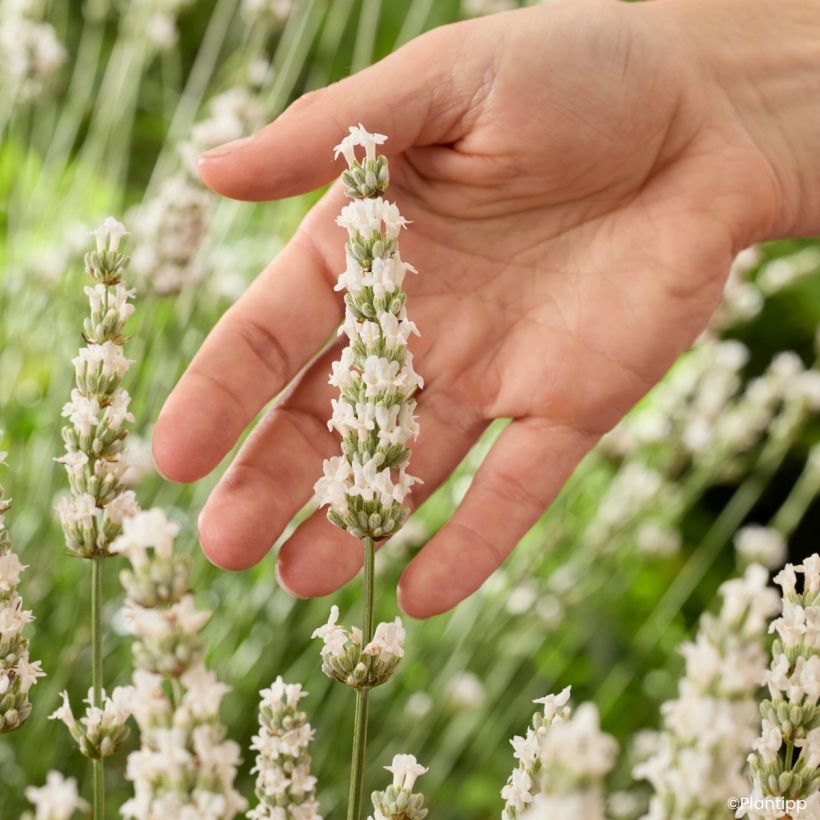 Lavandula intermedia Exceptional - Provence-Lavendel (Blüte)