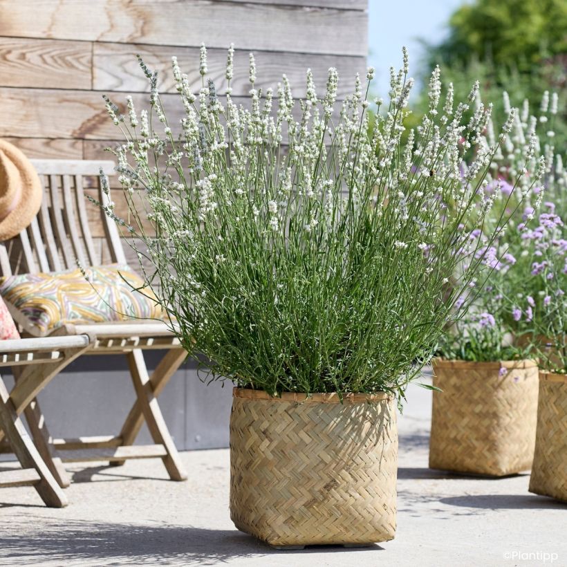Lavandula intermedia Exceptional - Provence-Lavendel (Wuchs)