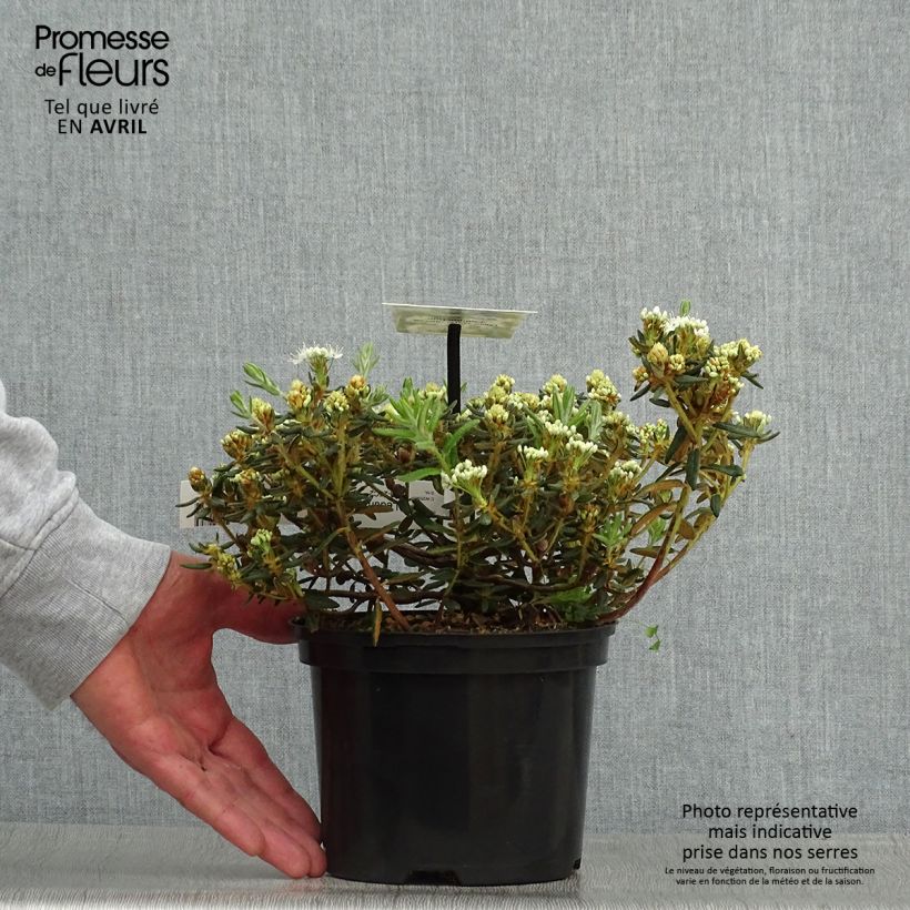 Exemplar von Ledum groenlandicum Compactum - Grönländischer Porst Topf mit 2L/3L wie im Frühjahr geliefert