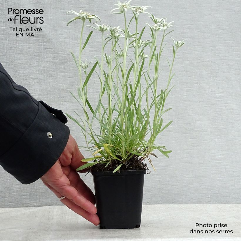 Exemplar von Alpen-Edelweiß Blossom of Snow - Leontopodium alpinum Kleine Töpfe von 8/9 cm wie im Frühjahr geliefert