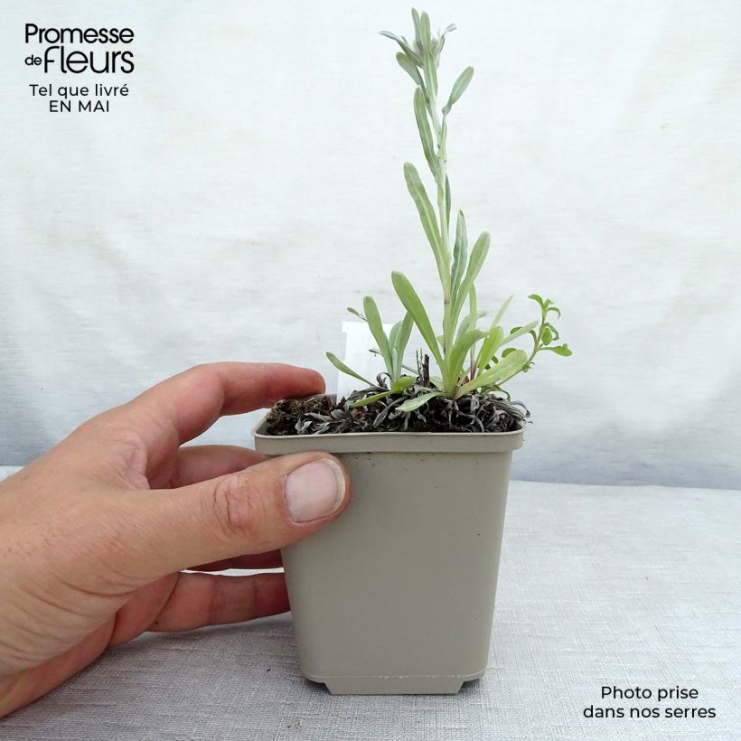 Exemplar von Alpen-Edelweiß Mont Blanc - Leontopodium alpinum Kleine Töpfe von 8/9 cm wie im Frühjahr geliefert