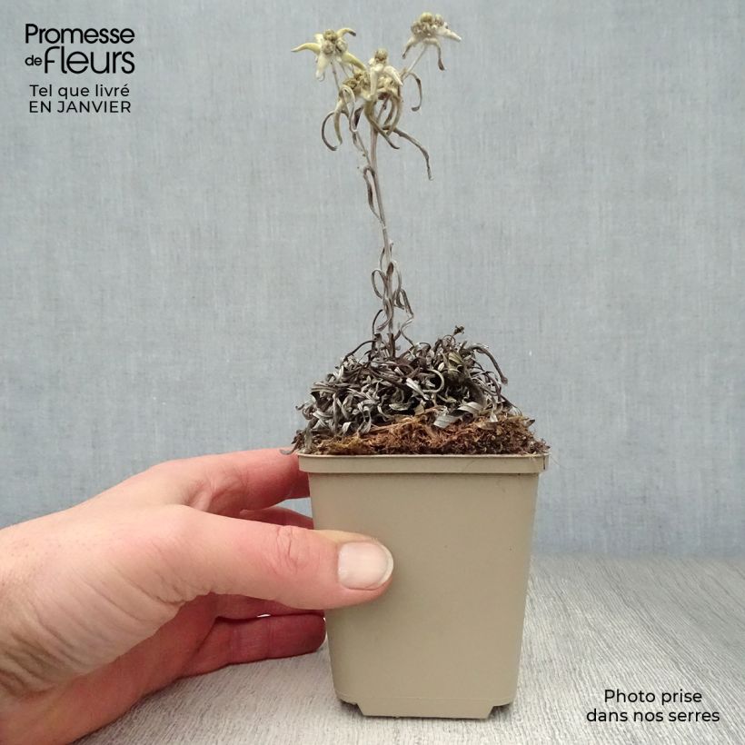 Exemplar&#x20;von&#x20;Alpen-Edelwei&#xDF;&#x20;Mont&#x20;Blanc&#x20;-&#x20;Leontopodium&#x20;alpinum&#x20;Kleine&#x20;T&#xF6;pfe&#x20;von&#x20;8&#x2F;9&#x20;cm&#x20;wie&#x20;im&#x20;Winter&#x20;geliefert