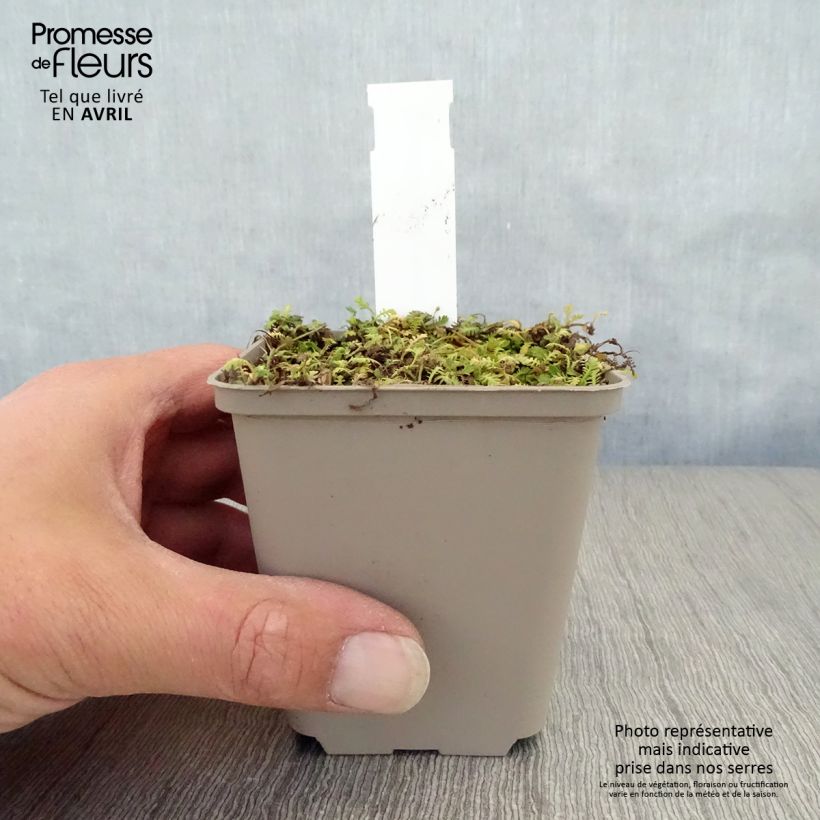 Exemplar von Leptinella dioica Minima - Fiederpolster Kleine Töpfe von 8/9 cm wie im Frühjahr geliefert