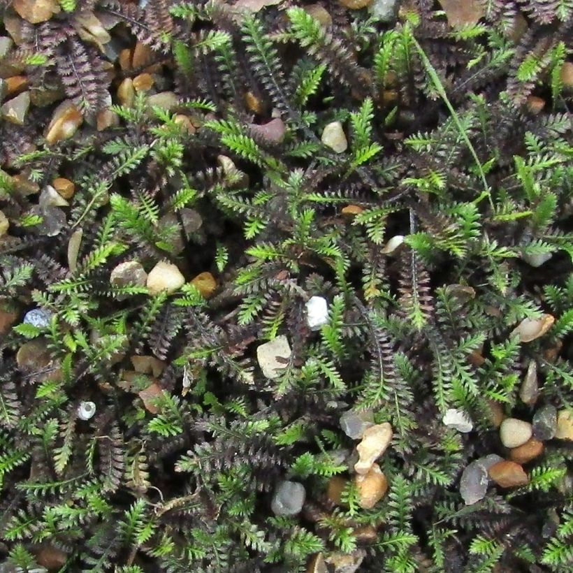 Leptinella squalida - Fiederpolster (Laub)