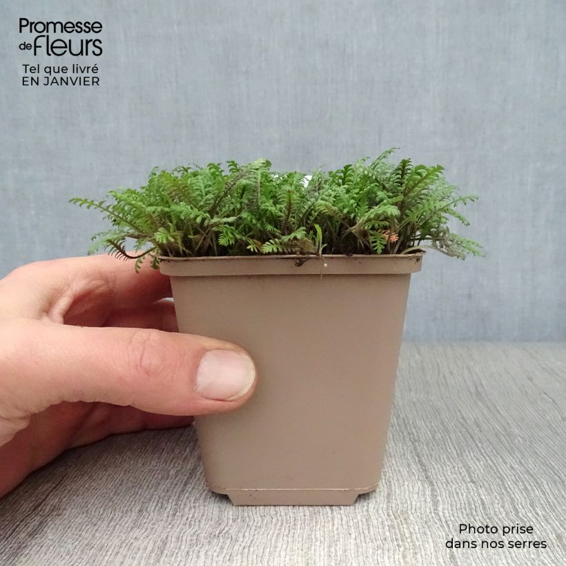 Exemplar von Leptinella squalida Platt's Black - Fiederpolster Kleine Töpfe von 8/9 cm wie im Winter geliefert