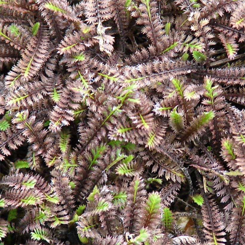 Leptinella squalida Platt's Black - Fiederpolster (Laub)