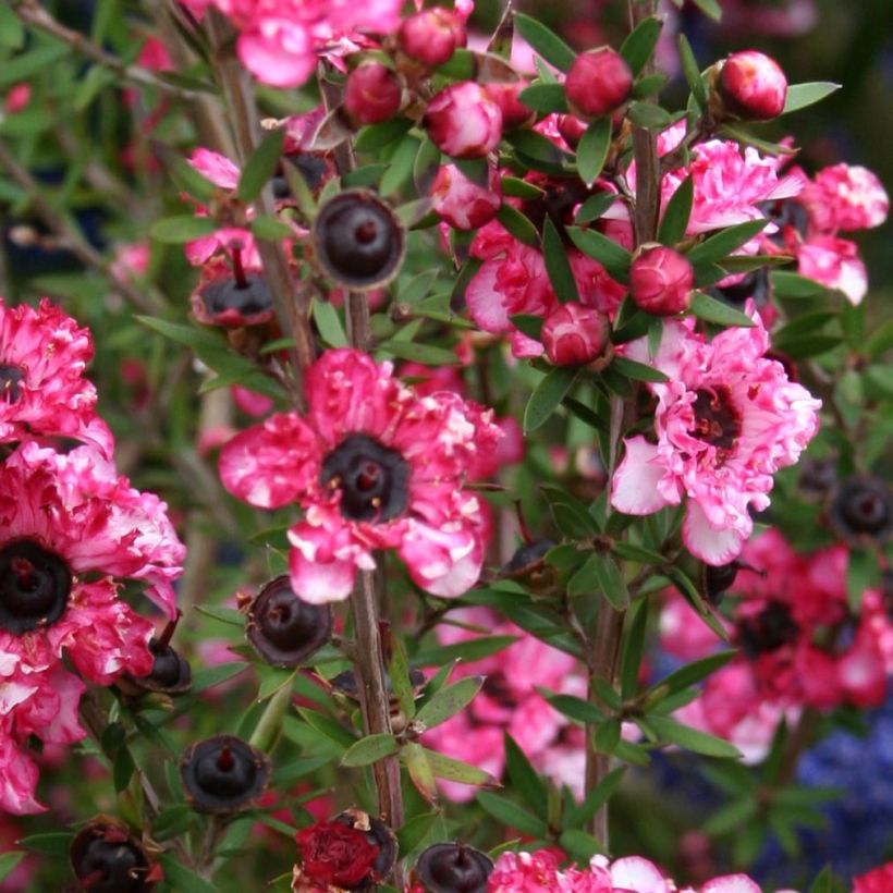 Leptospermum scoparium Coral candy - Steinsame (Laub)