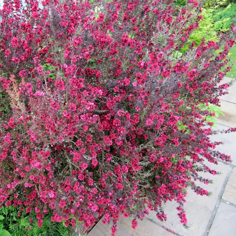 Leptospermum scoparium Coral candy - Steinsame (Hafen)