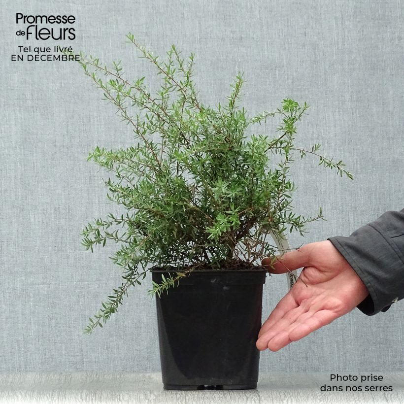 Exemplar von Leptospermum scoparium Coral candy - Steinsame Topf mit 2L/3L wie im Winter geliefert